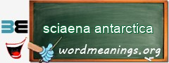 WordMeaning blackboard for sciaena antarctica